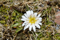Hypochaeris taraxacoides