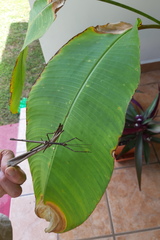 Pterinoxylus