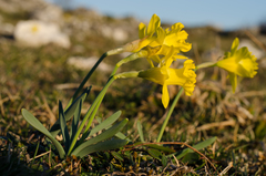 Narcissus minor