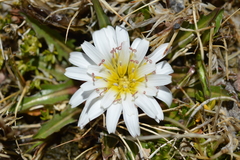 Hypochaeris taraxacoides