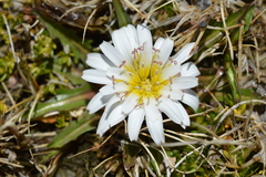 Hypochaeris taraxacoides