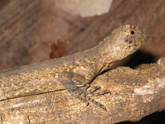 Uranoscodon superciliosus