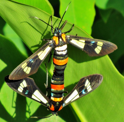 Splendorous Hornet Handmaiden Moth