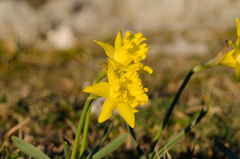 Narcissus minor