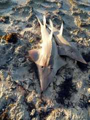 Rhynchobatus australiae