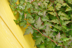 Neillieae