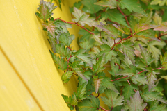 Neillieae