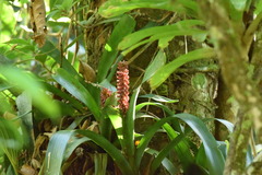 Aechmea cylindrata
