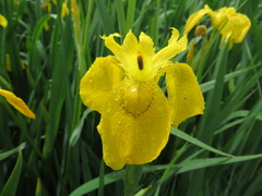 Iris pseudacorus