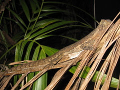 Uranoscodon superciliosus