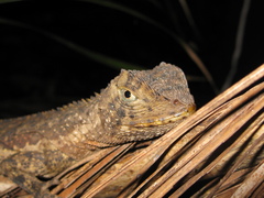 Uranoscodon superciliosus