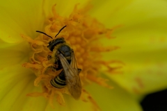 Halictus scabiosae