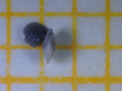 Elphidium crispum