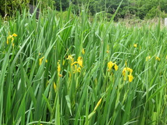 Iris pseudacorus