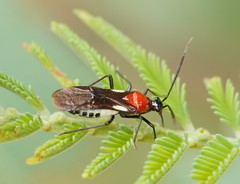 Trilaccus mimeticus