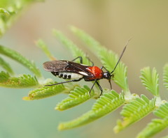 Trilaccus mimeticus