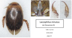 Laccophilus minutus