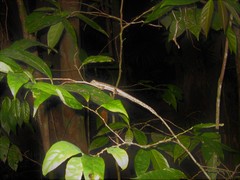 Uranoscodon superciliosus