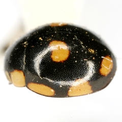 Hyperaspis octonotata