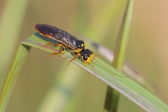 Acantholyda posticalis