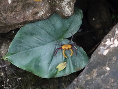 Madagapotamon humberti