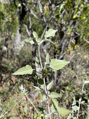 Salvia similis