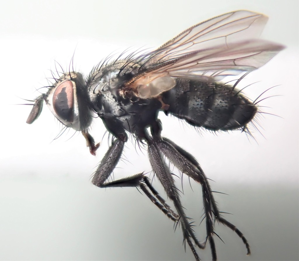 Vibrissina debilitata