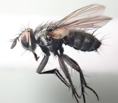 Vibrissina debilitata