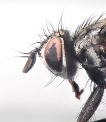 Vibrissina debilitata