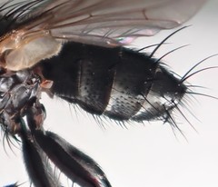 Vibrissina debilitata