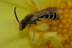Halictus