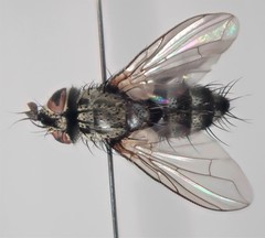 Vibrissina debilitata