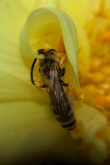 Halictus