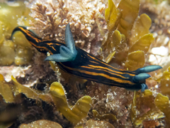 Roboastra gracilis