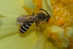 Halictus