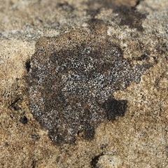 Lecidea fuscoatra