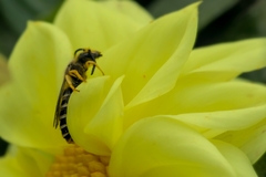 Halictus