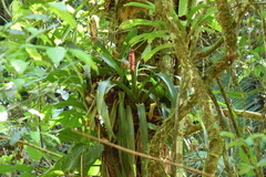 Aechmea cylindrata