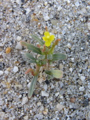 Camissoniopsis pallida