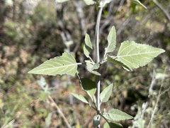 Salvia similis