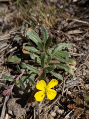 Camissoniopsis confusa
