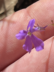Lobelia aurita