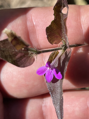 Justicia austrocapensis