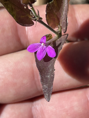 Justicia austrocapensis