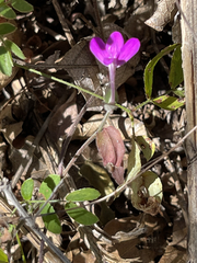 Justicia austrocapensis