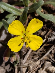 Camissoniopsis confusa