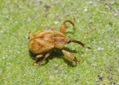 Cionopsis lineola