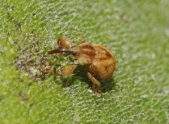 Cionopsis lineola