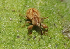 Cionopsis lineola