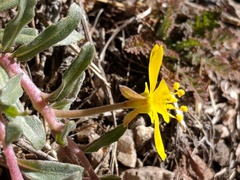 Camissoniopsis confusa